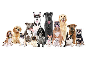 What Type of Dog to Choose?