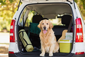 Traveling with dogs in cars