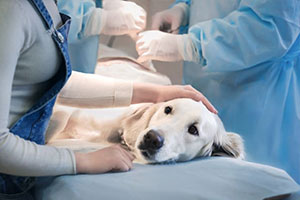 Caesarian Operations for Dogs