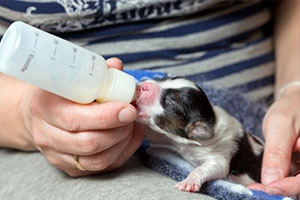 Rearing Puppies