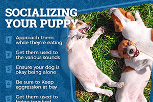 Socializing Your Puppy