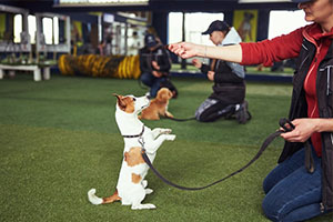 Basic Obedience Training for Dogs