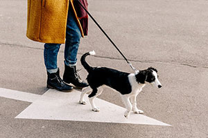 Walking to Heel