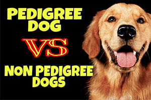 Pedigree or Non-Pedigree